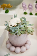 Small potted succulent plant with a white ceramic cat figurine on a light background