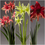 Discover the Cybister Amaryllis Collection: a triptych featuring stunning amaryllis flowers. The left panel highlights red blooms with white accents, the central panel showcases light green flowers, and the right panel displays deep red blooms. Each flower is portrayed with long green stems and leaves against a gray background.