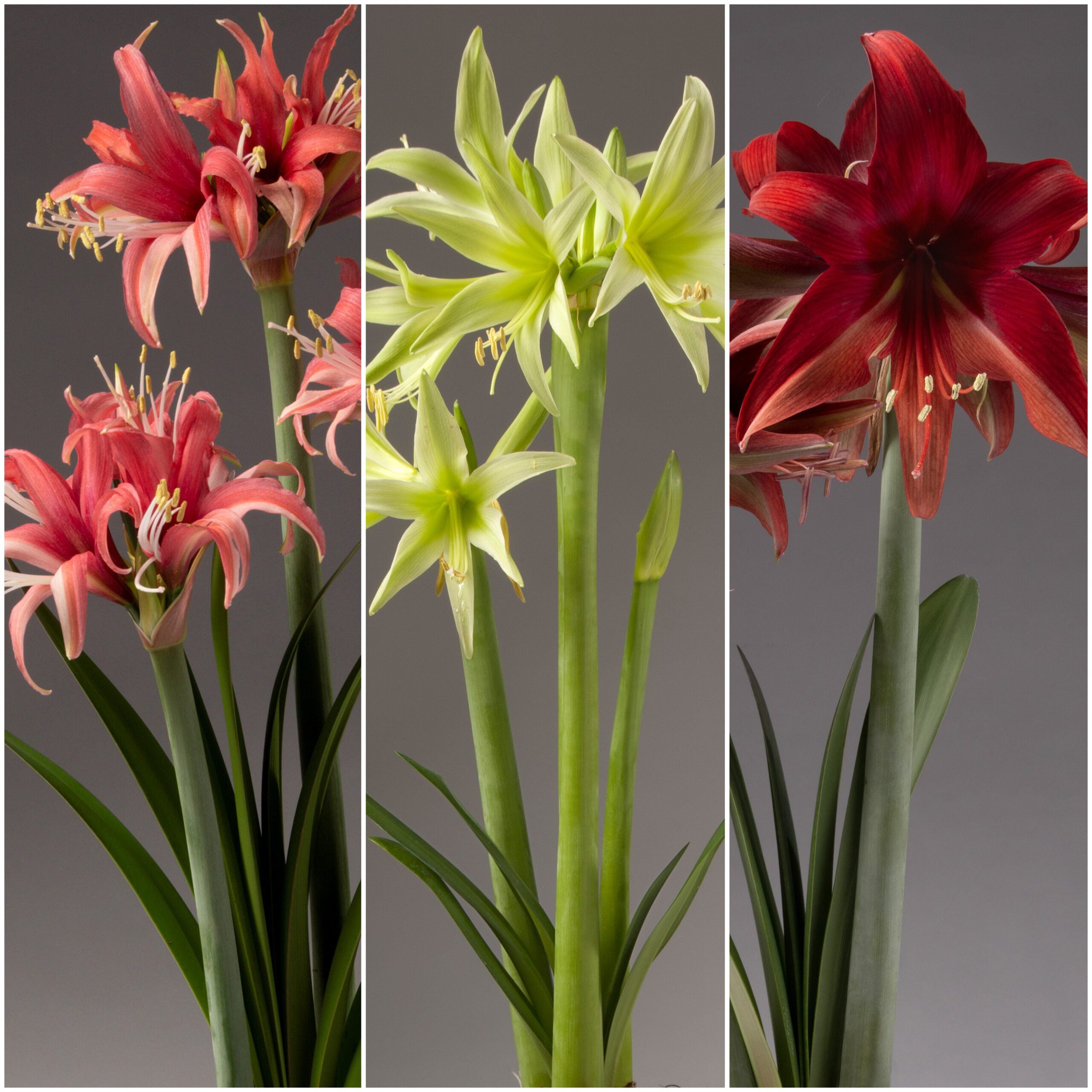 Discover the Cybister Amaryllis Collection: a triptych featuring stunning amaryllis flowers. The left panel highlights red blooms with white accents, the central panel showcases light green flowers, and the right panel displays deep red blooms. Each flower is portrayed with long green stems and leaves against a gray background.
