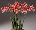 A collection of Cybister Rose Amaryllis - Bare Bulbs, more commonly known as amaryllis, featuring large red blossoms adorned with white highlights. These flowers have long green stems and spiky, slender petals. The neutral gray background accentuates the vivid colors of the blooms.