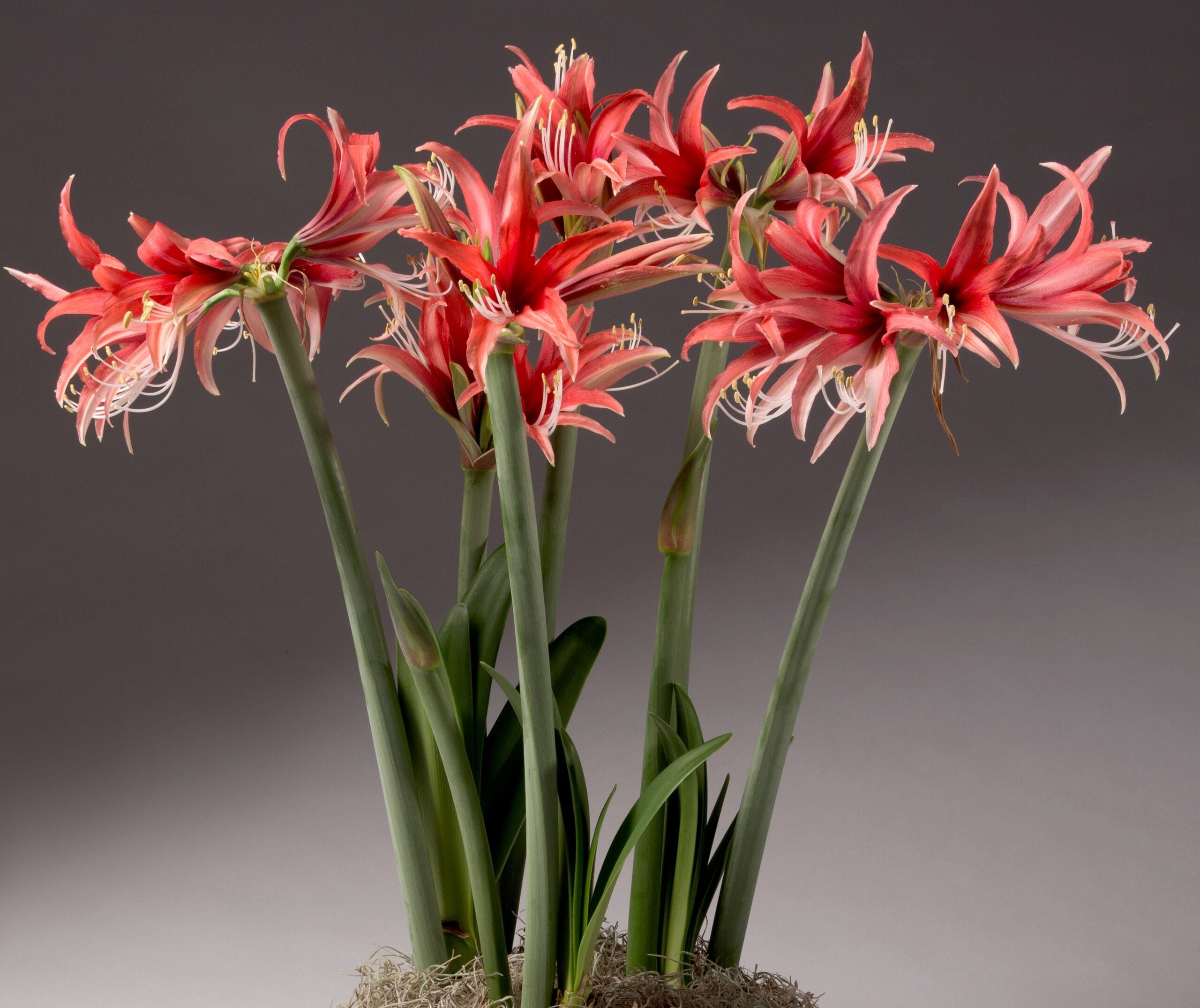 A collection of Cybister Rose Amaryllis - Bare Bulbs, more commonly known as amaryllis, featuring large red blossoms adorned with white highlights. These flowers have long green stems and spiky, slender petals. The neutral gray background accentuates the vivid colors of the blooms.