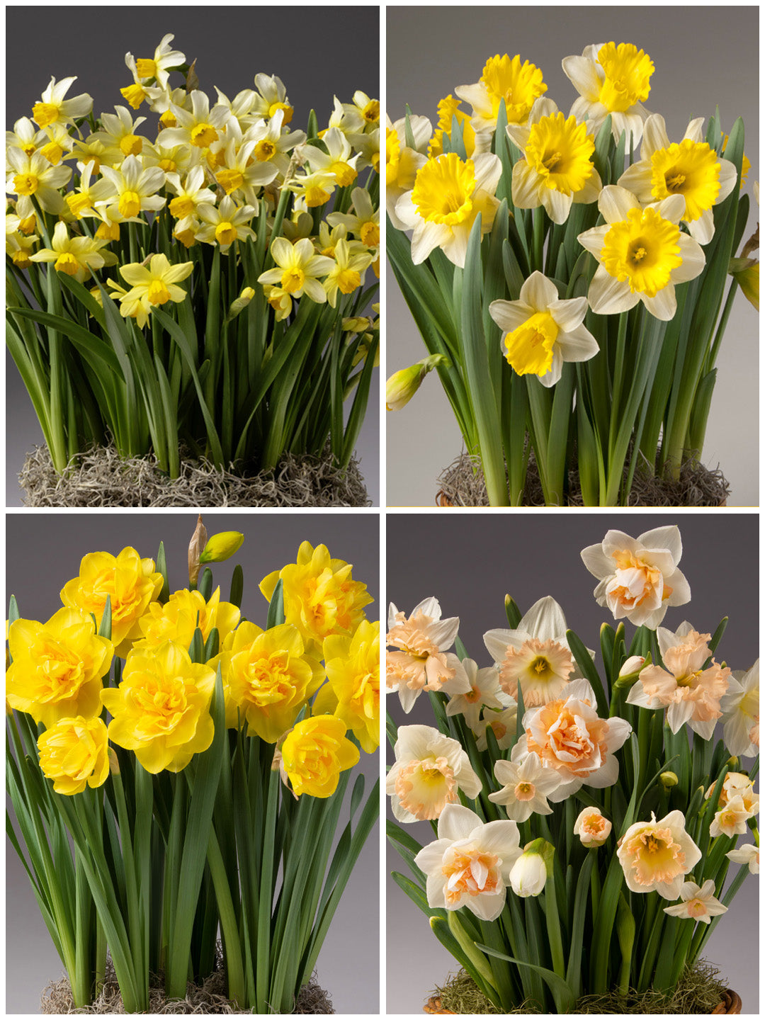 Four Months of Daffodils