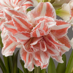 Dancing Queen Dutch Amaryllis has large full white double blooms with delicate red striping.