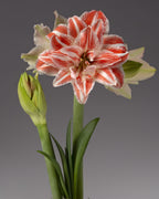 A double amaryllis blossom with white and orange-red stripes sits atop a green stem and several green leaves. A stem with an unopened bud emerges to its left.
