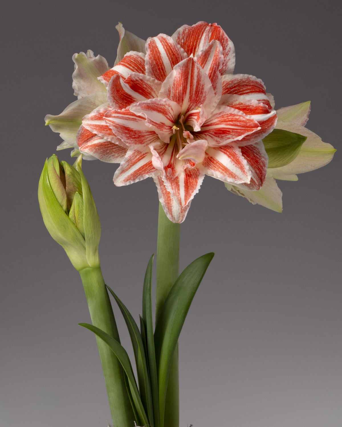 A double amaryllis blossom with white and orange-red stripes sits atop a green stem and several green leaves. A stem with an unopened bud emerges to its left.