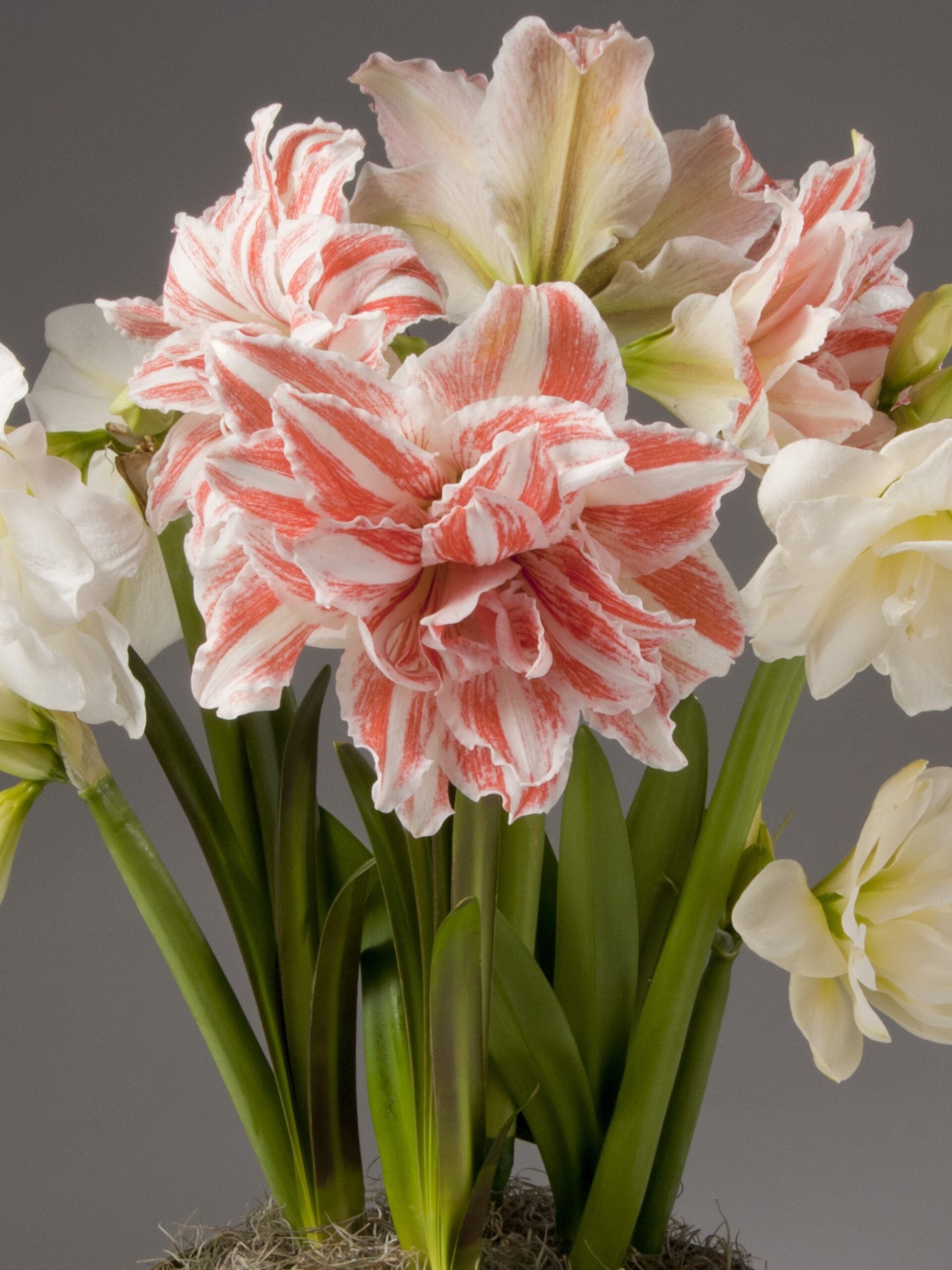 Dancing Queen Dutch Amaryllis has large full white double blooms with delicate red striping.