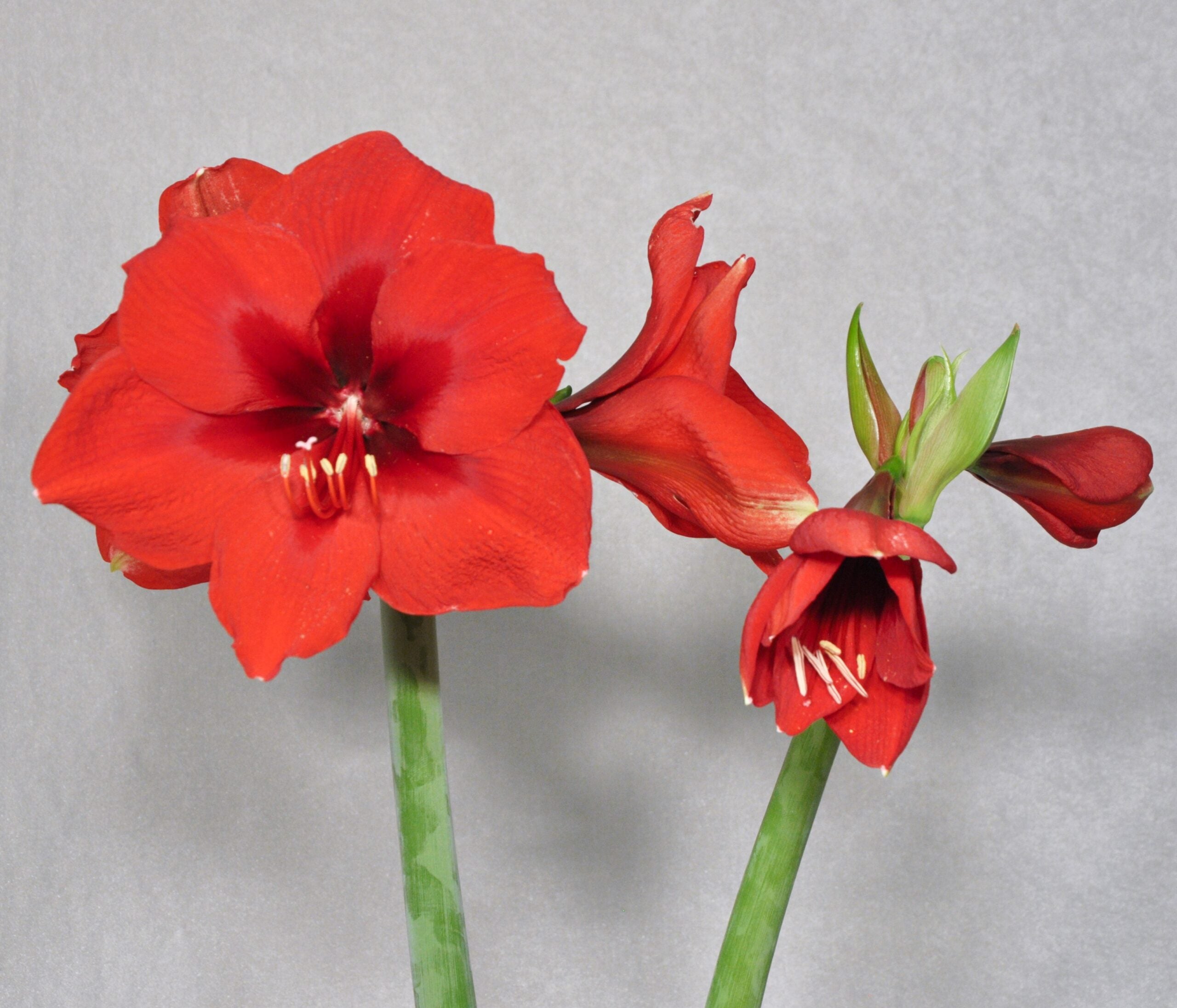 The close-up of Debka Amaryllis flowers showcases their vibrant red blooms on lush green stems set against a light gray background. Their sizable velvety petals beautifully encircle the white-tinged stamens at the center.