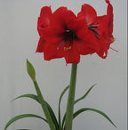 A potted Debka Amaryllis, showcasing multiple vibrant red flowers in full bloom, with long green leaves and a tall stem. Several blossoms grace the top, accompanied by one unopened bud. The backdrop is plain and light-colored.