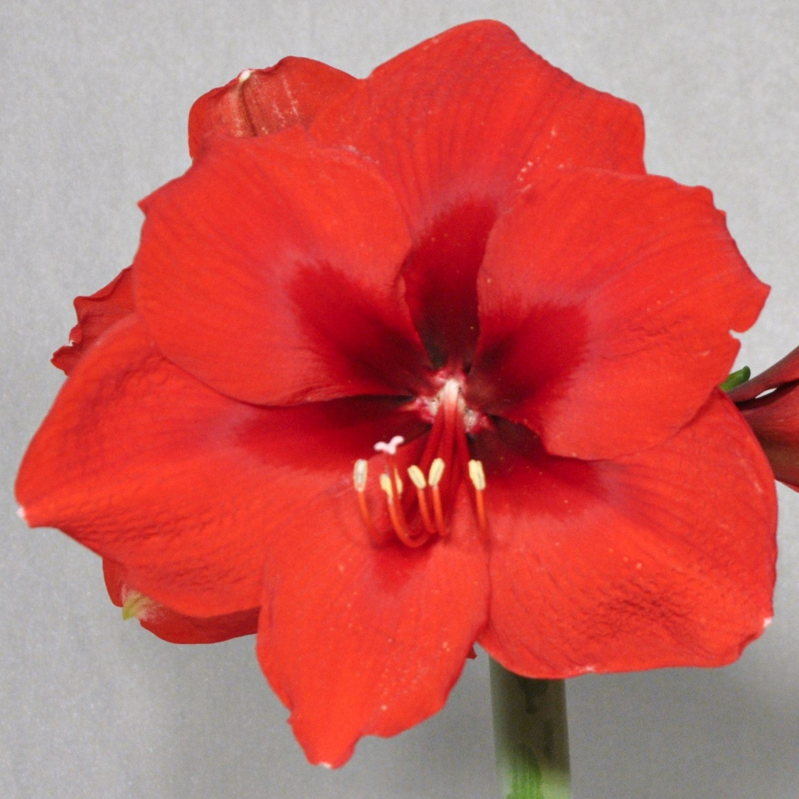 A close-up of a vibrant Debka Amaryllis flower reveals its six bold red petals and central cluster of stamens, elegantly displayed against a neutral background.