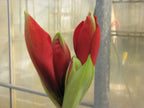 A close-up view of Debka Amaryllis flower buds, partially opening in radiant red, with vibrant green leaves surrounding them. The background reveals a softly blurred interior of a greenhouse.