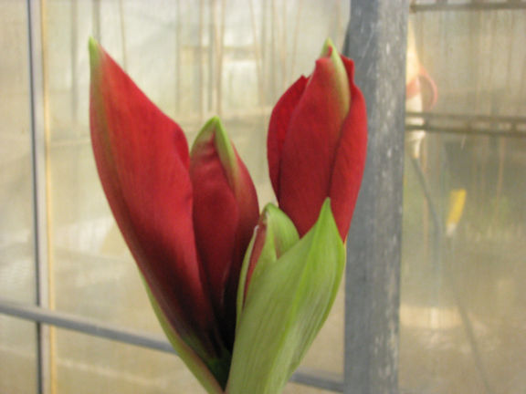 A close-up view of Debka Amaryllis flower buds, partially opening in radiant red, with vibrant green leaves surrounding them. The background reveals a softly blurred interior of a greenhouse.