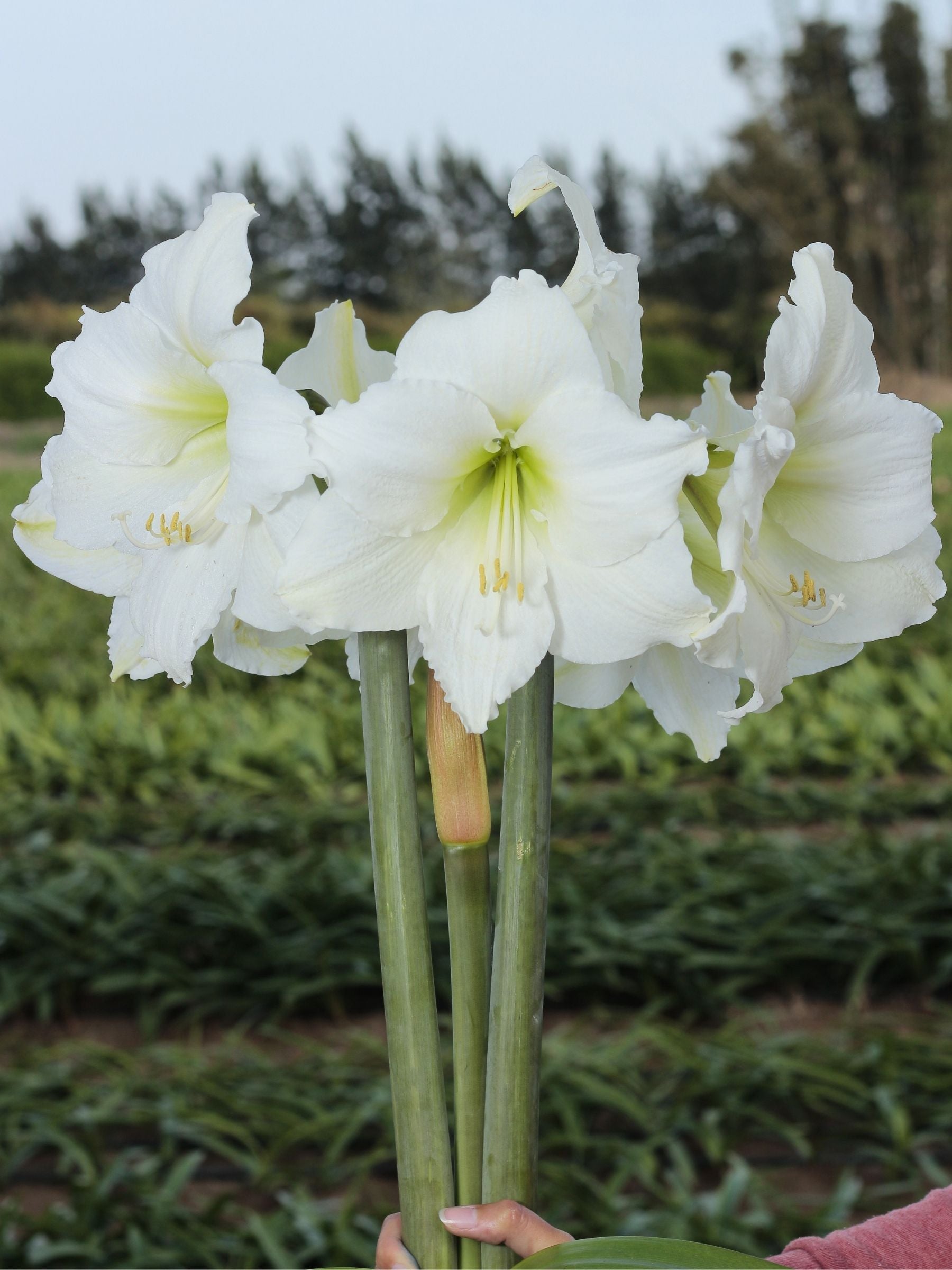 Denver