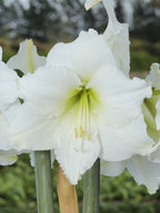 White amaryllis with pale yellow-green centers and green stems, photographed close up outdoors against a blurred green background.