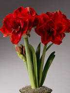 Three stems of amaryllis blossoms emerge from a pot of moss, with one in bud and two topped with large red double blooms.