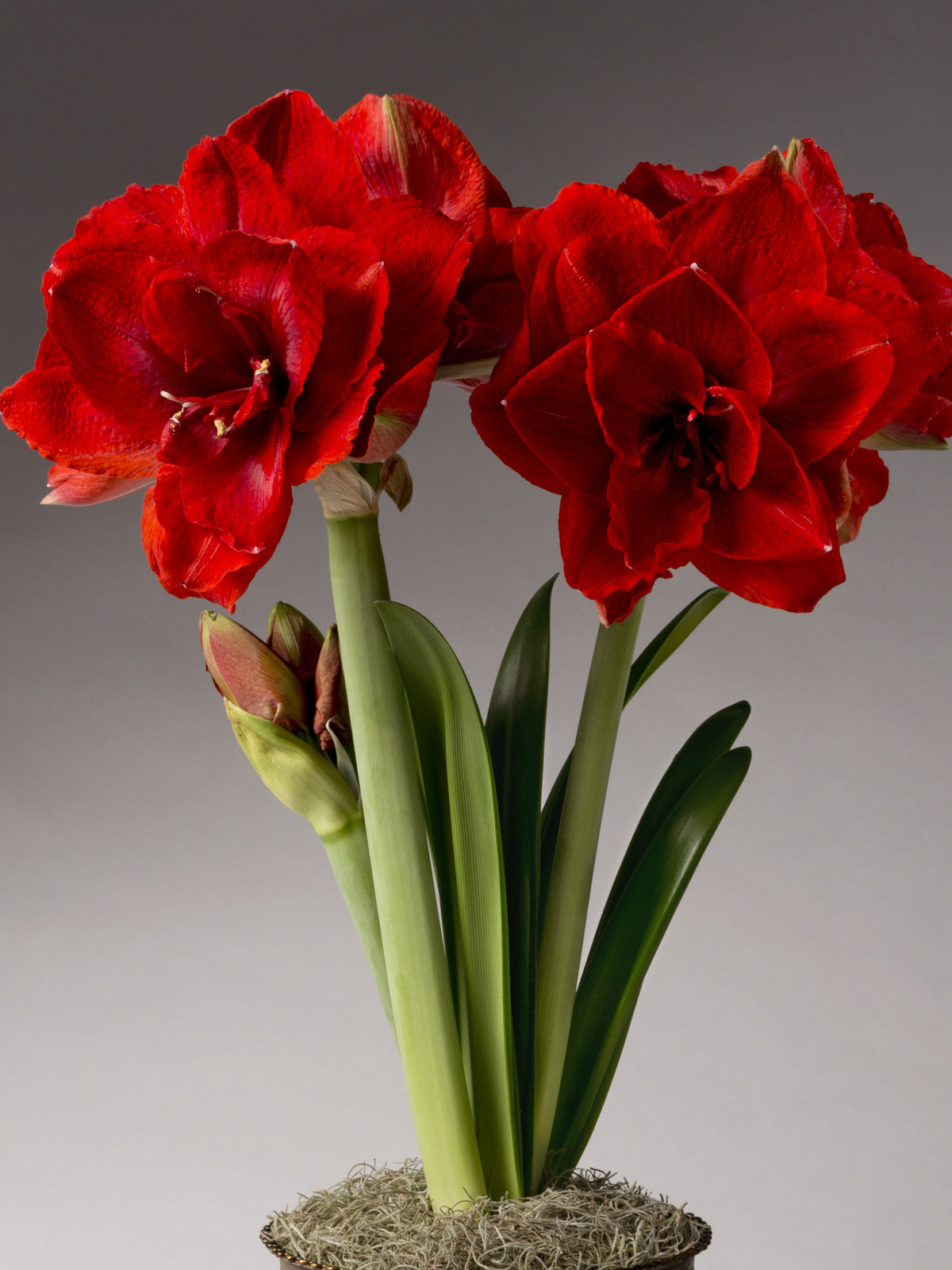 Three stems of amaryllis blossoms emerge from a pot of moss, with one in bud and two topped with large red double blooms.