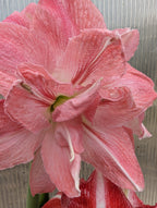 Close-up of a large Rozetta Amaryllis, showcasing its pink and white streaked petals against a softly blurred, ribbed gray background.