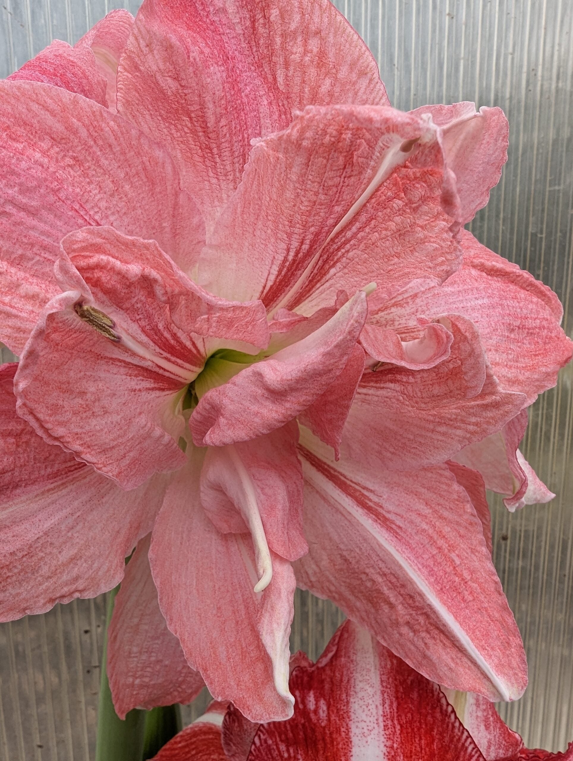 Close-up of a large Rozetta Amaryllis, showcasing its pink and white streaked petals against a softly blurred, ribbed gray background.