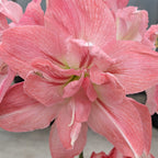 Close-up of the Rozetta Amaryllis flower, featuring pink, layered petals with white streaks and a soft, delicate texture, set against a blurred background.