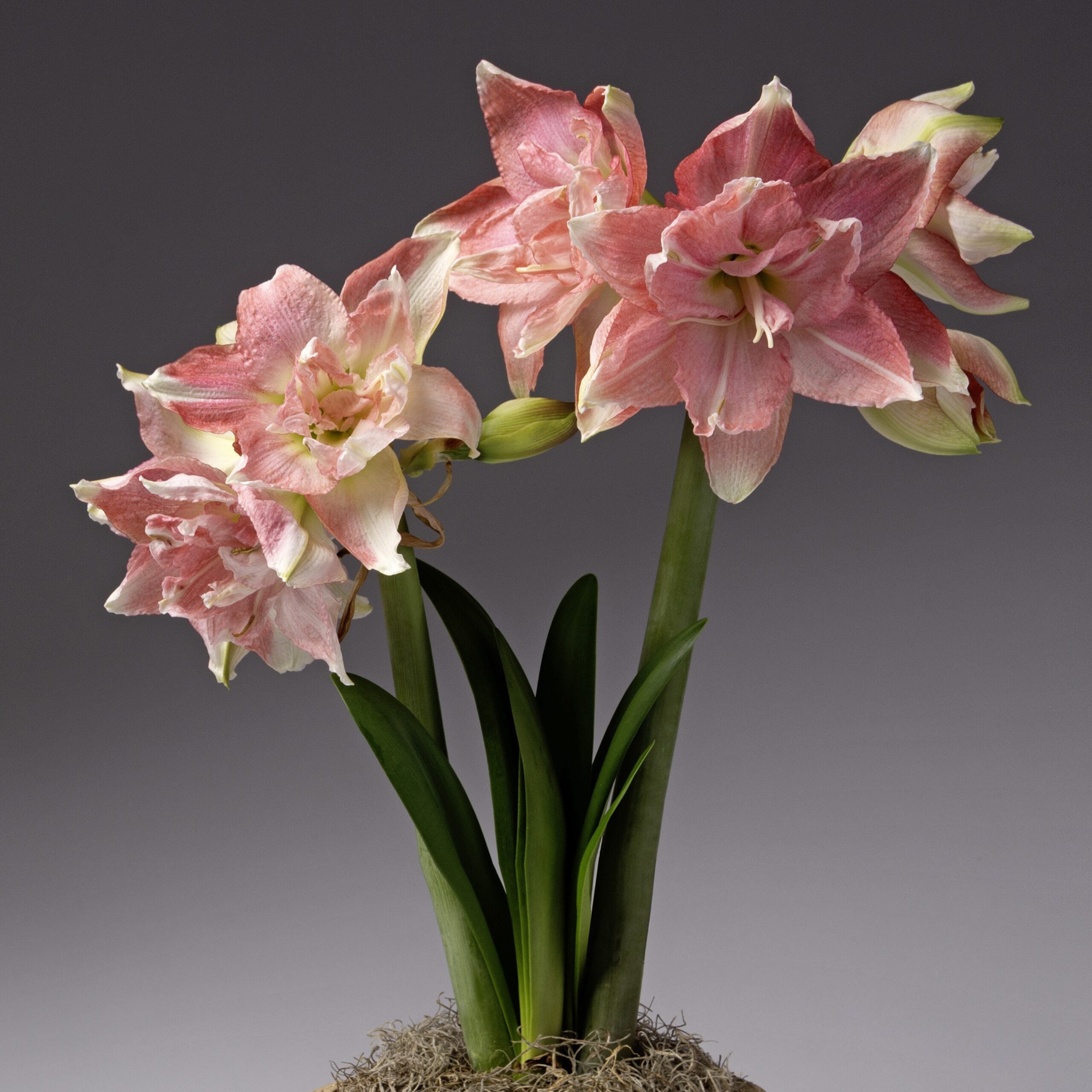 Two tall stems of Rozetta Amaryllis display lush, double-layered pink and white blooms above broad green leaves, with moss at the base, all set against a neutral gray background.