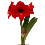 The Double Six Amaryllis displays a vibrant bloom with multiple open petals, long green leaves, and one unopened bud.