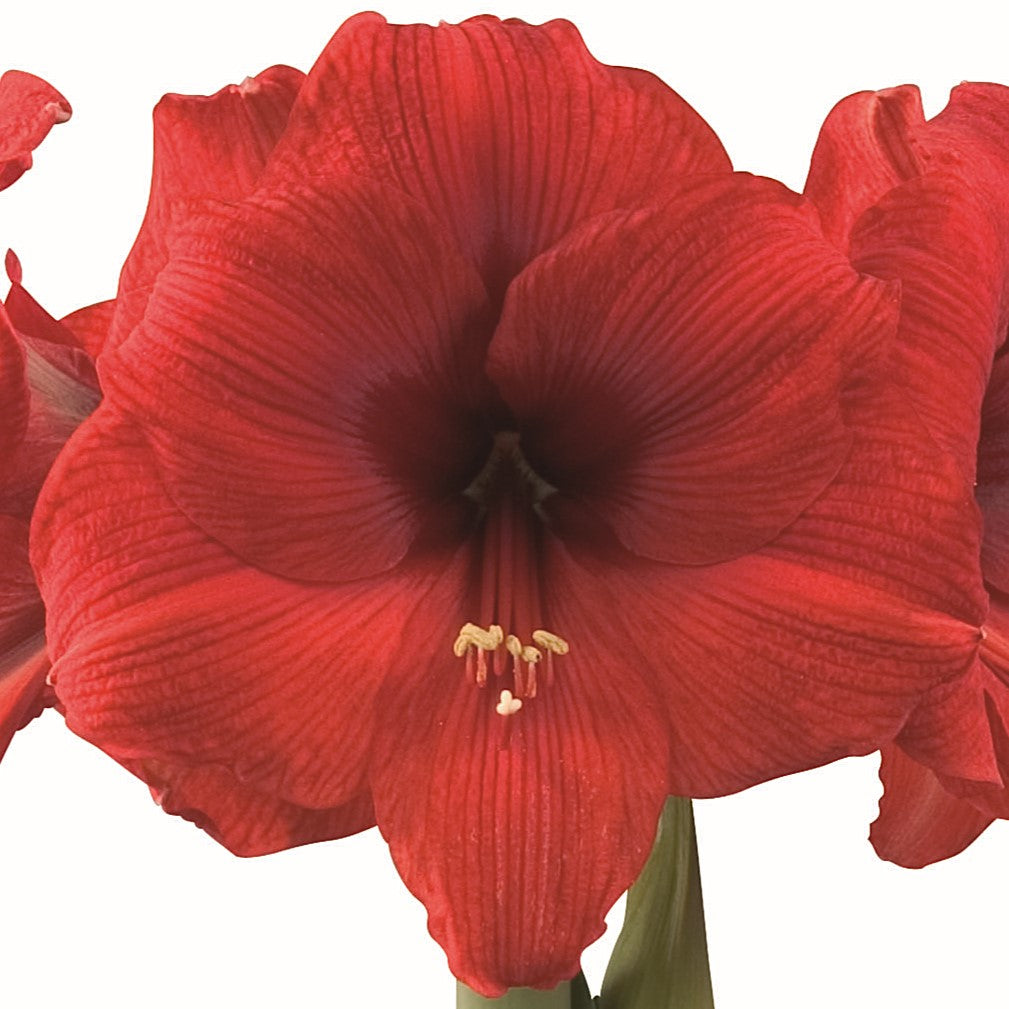 A close-up of the Double Six Amaryllis shows its delicate red petals, central stamen, and pollen in full bloom against a white background.