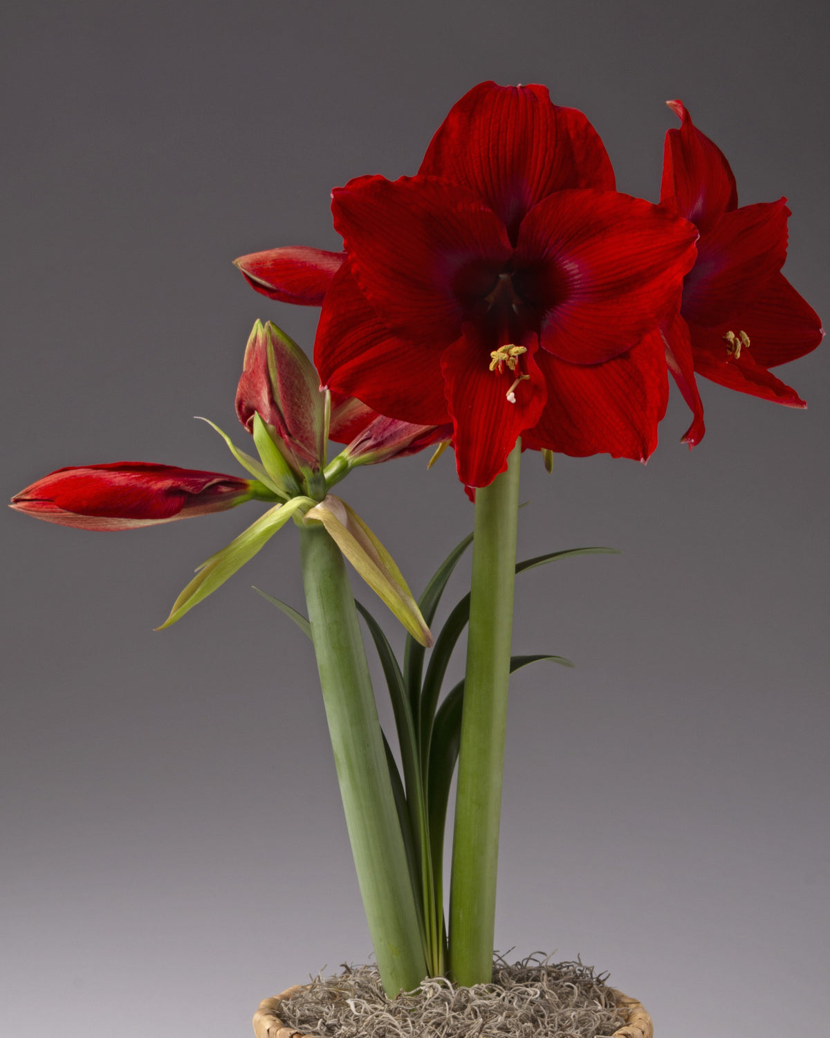 Red amaryllis flowers blooming from a potted plant, photographed against a smooth gray studio background.