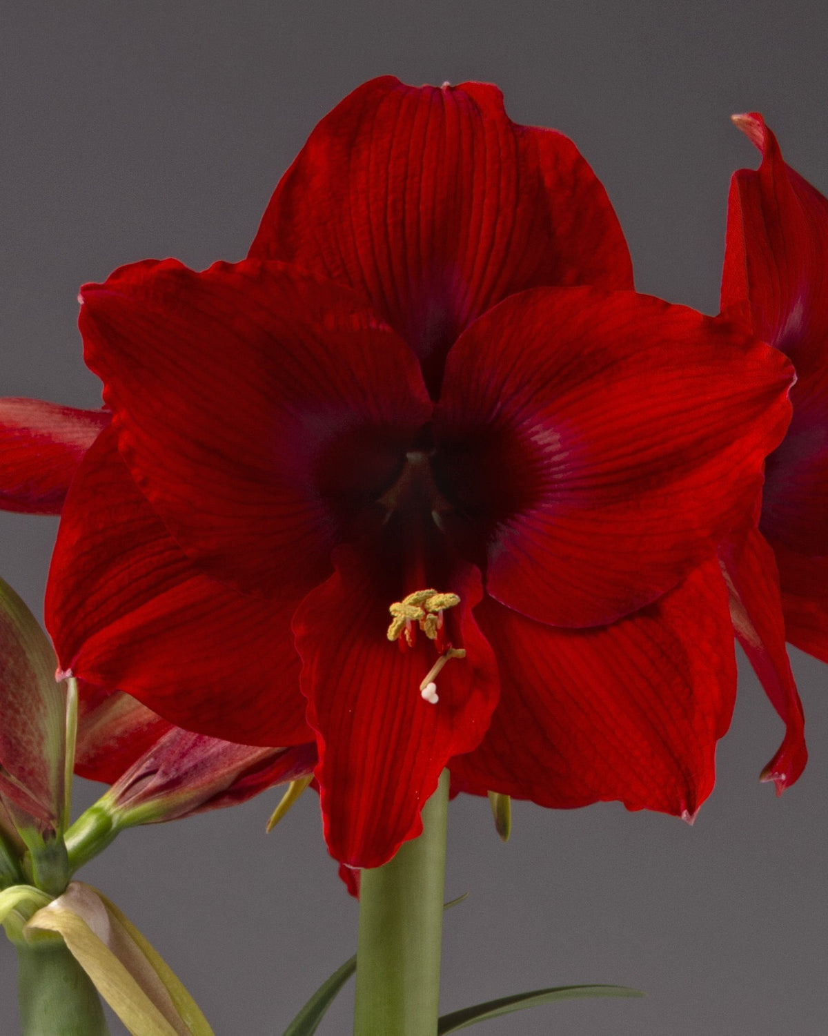 A close-up of a deep red amaryllis flower with prominent textured petals, a dark purple center, and a small yellow-green stamen, set against a solid dark gray background.