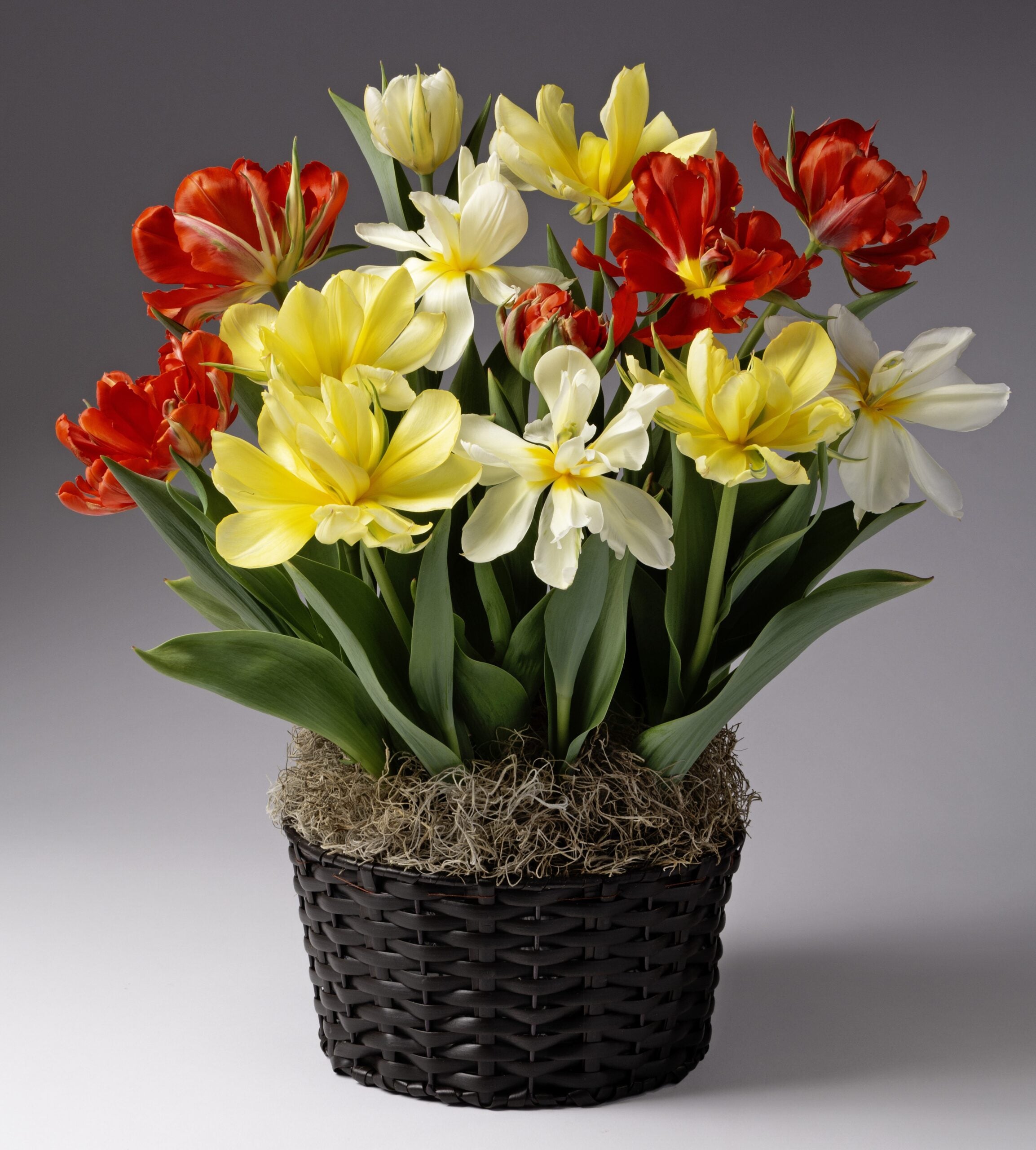 The Double Valley Tulip Mix features a black woven basket styled as a potted garden, filled with blooming yellow, white, and red tulips with green leaves and decorative moss at the base—all set against a neutral gray background.