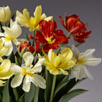 A bouquet of Double Valley Tulip Mix features ruffled petals in yellow, white, and red tones with green leaves, set against a plain gray background—evoking the lively spirit of a vibrant Potted Bulb Garden.