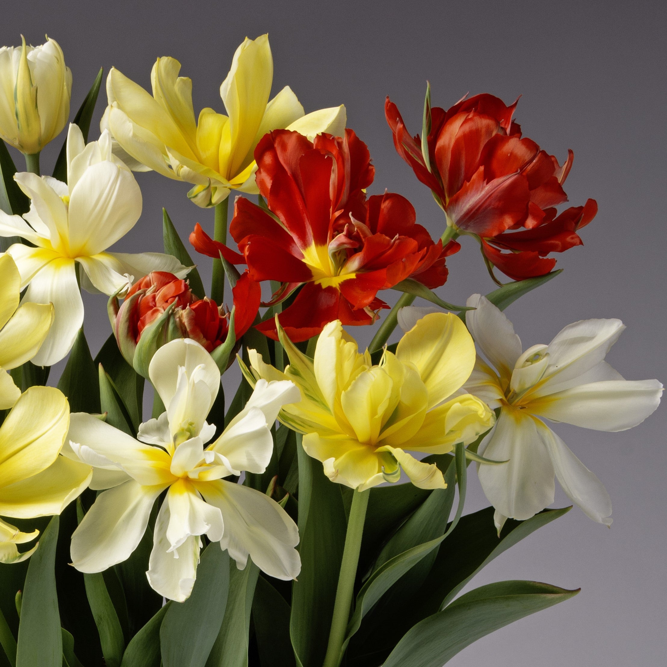 A bouquet of Double Valley Tulip Mix features ruffled petals in yellow, white, and red tones with green leaves, set against a plain gray background—evoking the lively spirit of a vibrant Potted Bulb Garden.