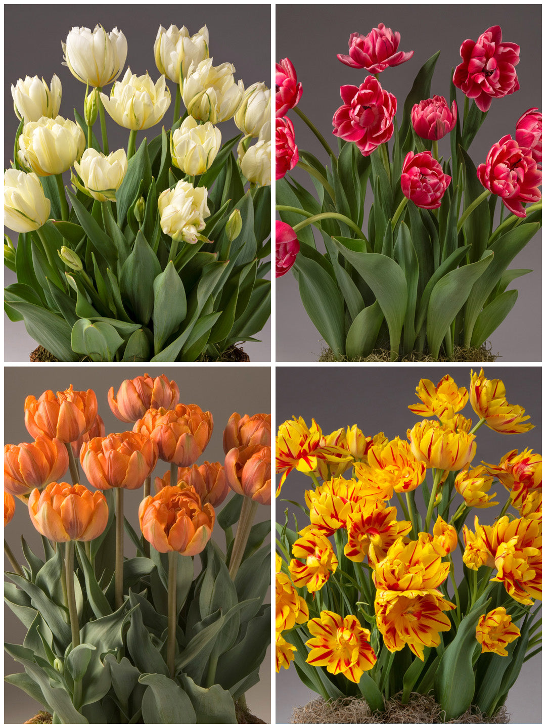Four Months of Double Tulips