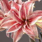 Close-up of the Doublet Amaryllis, showing its pink and white striped petals against a neutral gray background.