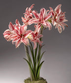 Doublet Amaryllis blooms with pink and white striped, multi-petal flowers on tall green stems. Long, narrow leaves surround the plant in a moss-covered pot against a gray background.