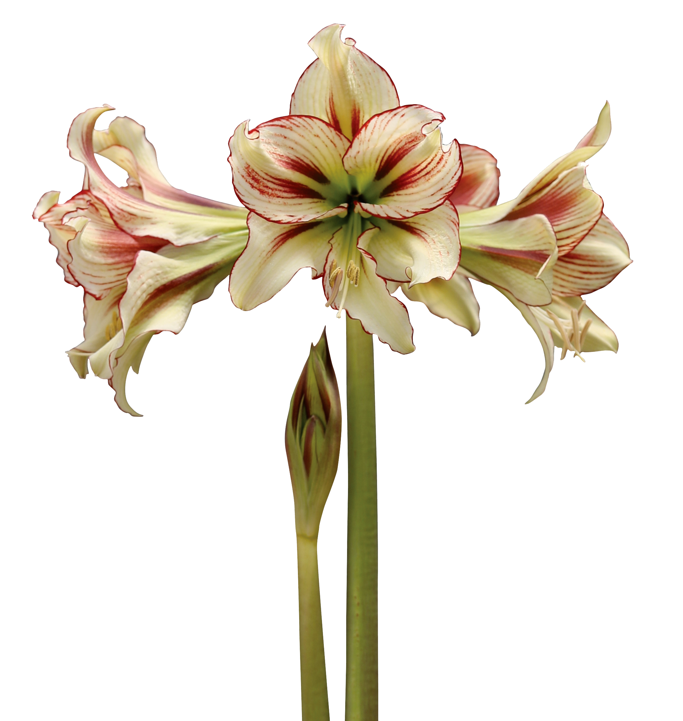 A close-up of a blooming Dragonfly Amaryllis - Bare Bulb flower showcasing three large, cream-colored petals edged in striking red. Two tall green stems are visible: one fully in bloom and the other with a single bud. The background is stark white, highlighting the vibrant colors of the flower.