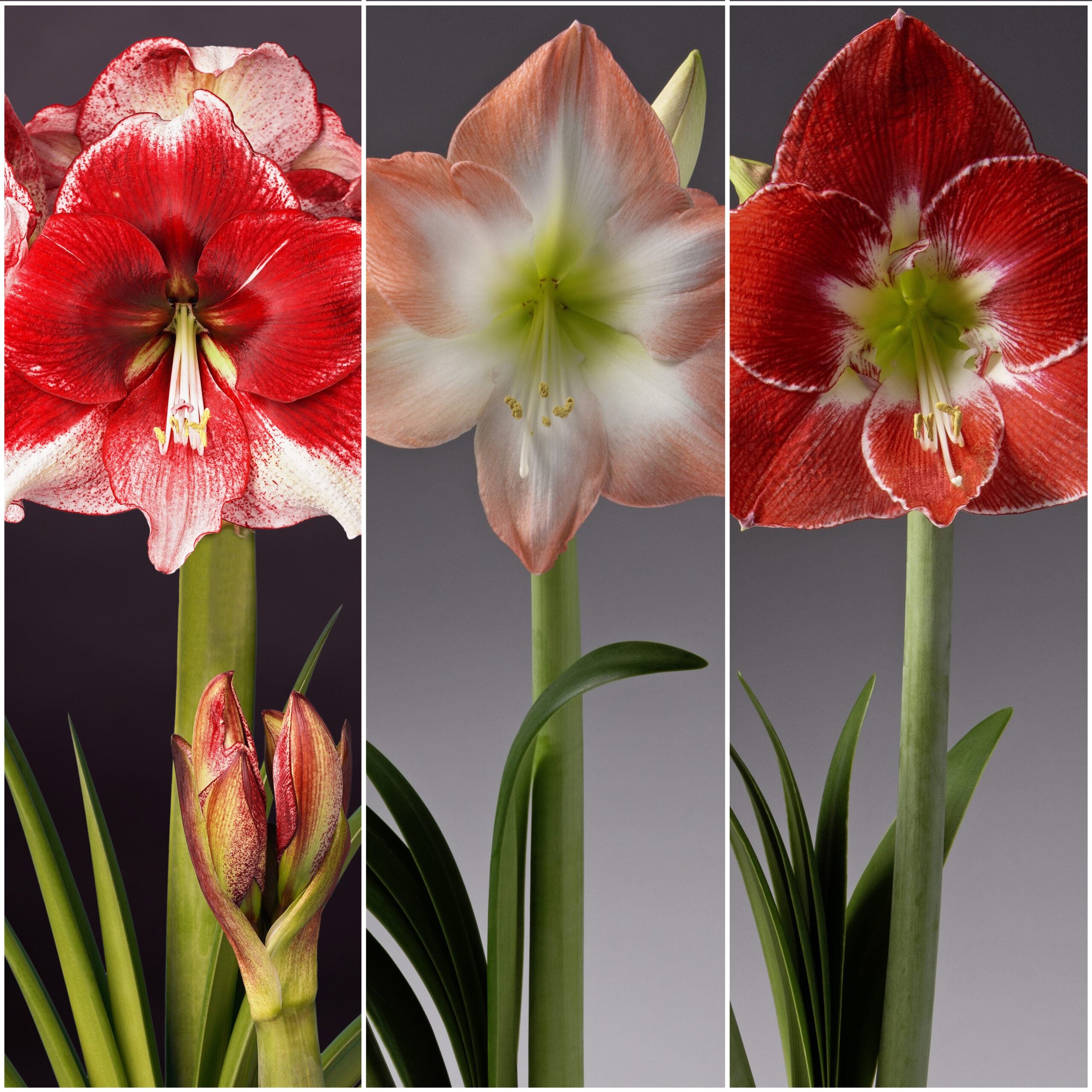 The Dream Amaryllis Collection: A stunning trio of amaryllis flowers. The first image displays a striking red and white amaryllis with buds beneath. The centerpiece showcases a peach and white amaryllis in full bloom, while the final image captures a vibrant red amaryllis edged with white on its petals.