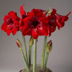 A vibrant TNT Amaryllis plant in full bloom, showcasing large, trumpet-shaped flowers and multiple green stems rising from a moss-covered base. Some flower buds are still closed, creating a striking contrast with the vivid, open blossoms against a neutral background.