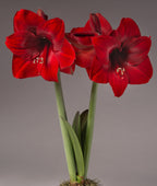 A close-up of a blooming TNT Amaryllis plant showcases two tall green stems, each adorned with multiple vibrant red flowers. The flowers feature large, overlapping petals and noticeable stamens. The neutral background perfectly accentuates the vivid colors of this stunning TNT Amaryllis.