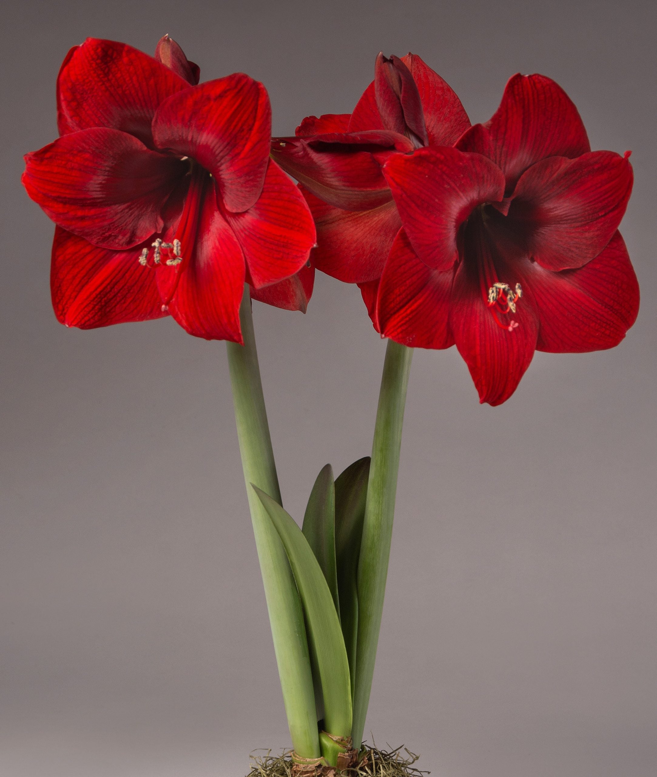 A close-up of a blooming TNT Amaryllis plant showcases two tall green stems, each adorned with multiple vibrant red flowers. The flowers feature large, overlapping petals and noticeable stamens. The neutral background perfectly accentuates the vivid colors of this stunning TNT Amaryllis.