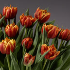 The Edition Potted Tulips feature a vibrant cluster of red and yellow blooms with green leaves, creating a striking bulb garden display set against a plain gray background.