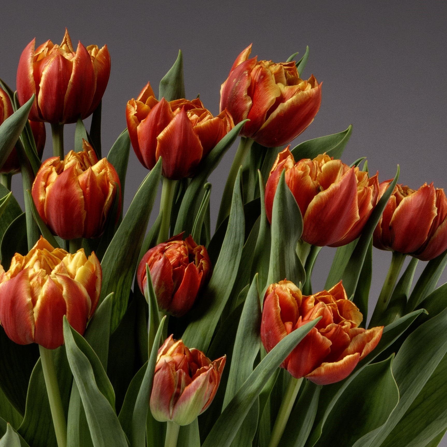 The Edition Potted Tulips feature a vibrant cluster of red and yellow blooms with green leaves, creating a striking bulb garden display set against a plain gray background.