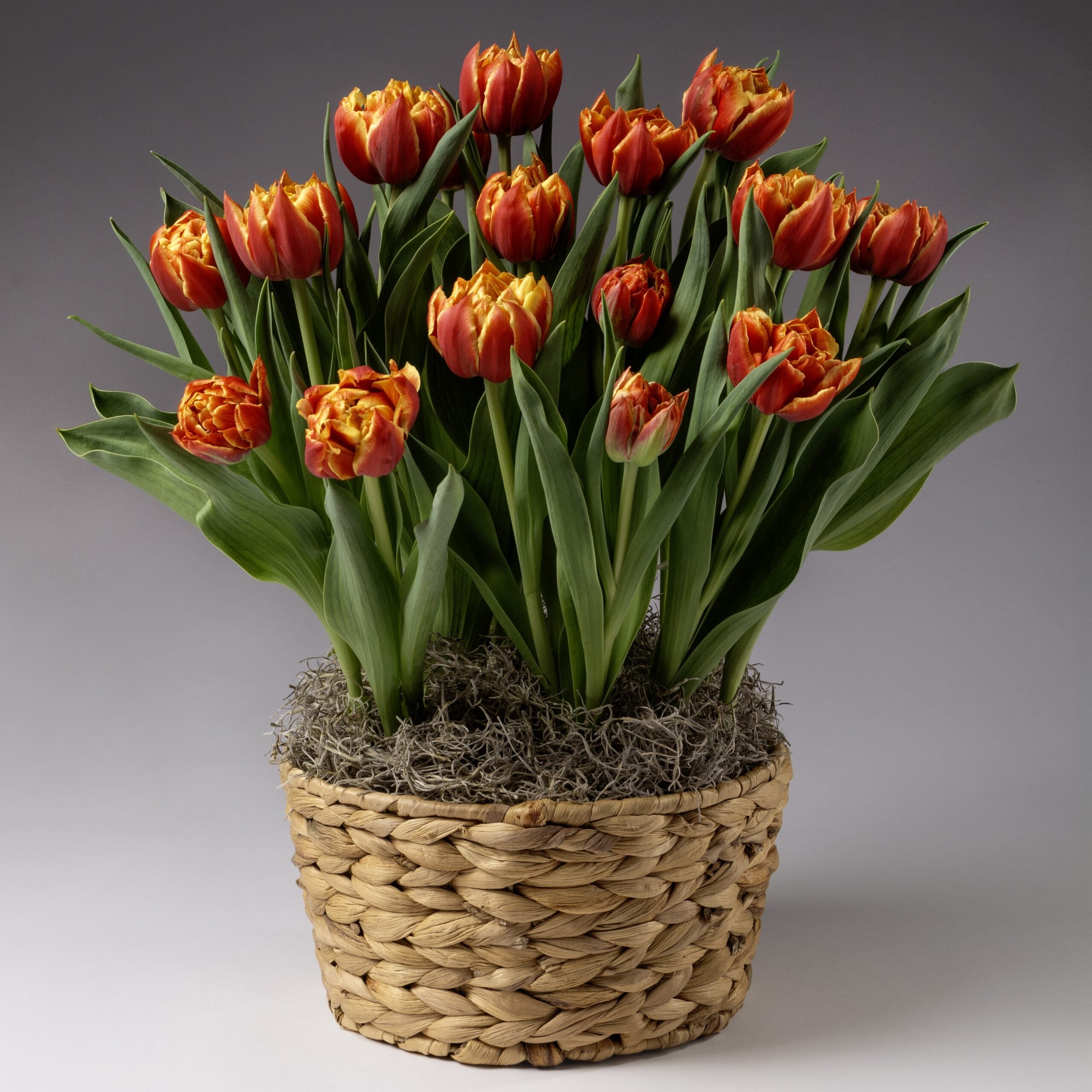 A woven basket planter displays the Edition Potted Tulips: vibrant orange and yellow tulips with lush green leaves and moss, set against a neutral background.