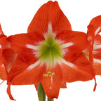 Close-up of a vibrant red Electra Amaryllis with white accents radiating from its green center, highlighting large star-shaped petals and delicate veins.