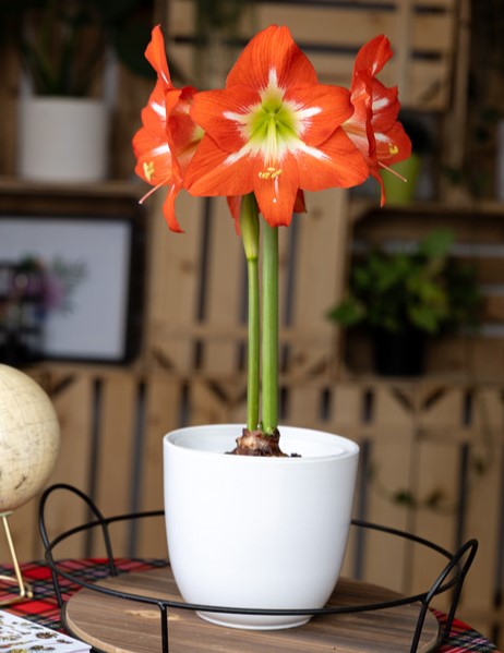 The Electra Amaryllis, featuring vivid red petals with white accents, blooms from a bulb in a white pot on a round wooden tray indoors, with blurred plants and decor in the background.