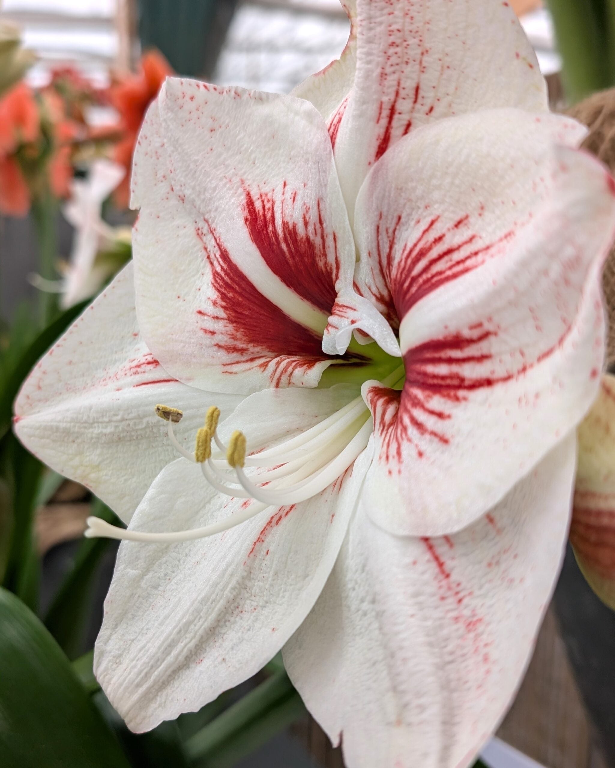 A close-up of the Elsa Amaryllis flower showcases its vivid red streaks emanating from the center, framed by green leaves and softly blurred flowers in the background.