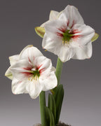 Two white amaryllis flowers with red streaks in the center and green stems, photographed against a dark gray gradient background.