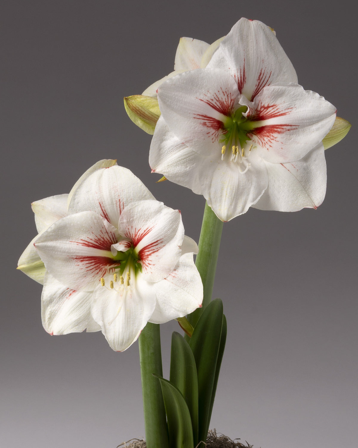 Two white amaryllis flowers with red streaks in the center and green stems, photographed against a dark gray gradient background.
