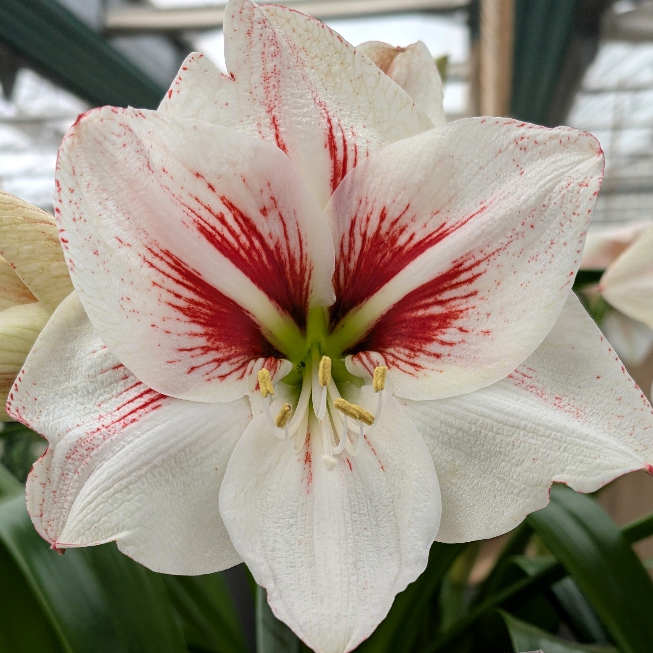 A close-up of the Elsa Amaryllis showcases its large white petals with bold red streaks radiating from the center, framed by green leaves and a softly blurred greenhouse background.