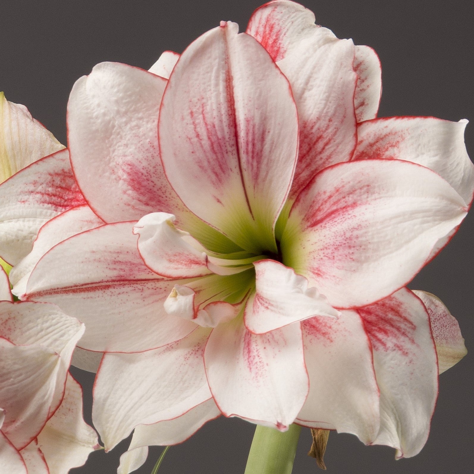 A close-up of the Elvas Amaryllis reveals white petals with pink edges and streaks radiating from its green center, set against a gray backdrop.