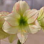 A close-up of the Emerald Dawn Amaryllis shows its cream-colored petals with green and pinkish tones, delicate red edges, and yellow stamens at the center, set against a blurred background.