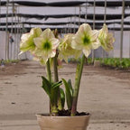 An Emerald Dawn Amaryllis, featuring multiple large pale yellow-green blooms, is potted and placed on the greenhouse floor among rows of other plants beneath shade cloth.